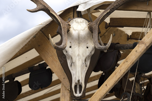 Bleached reindeer or deer skull with horns