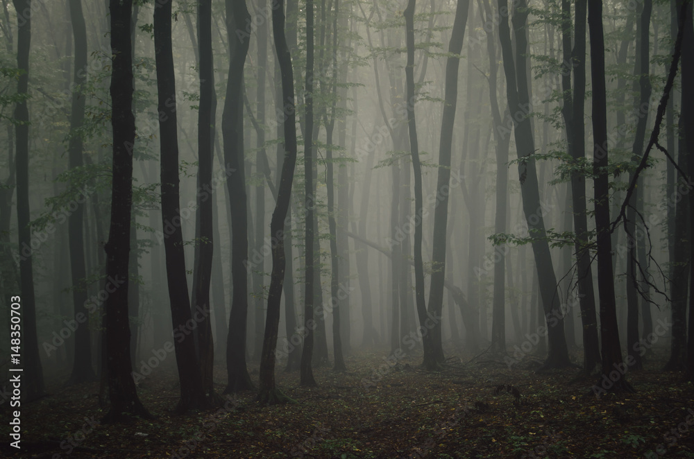 Fototapeta premium dark misty forest