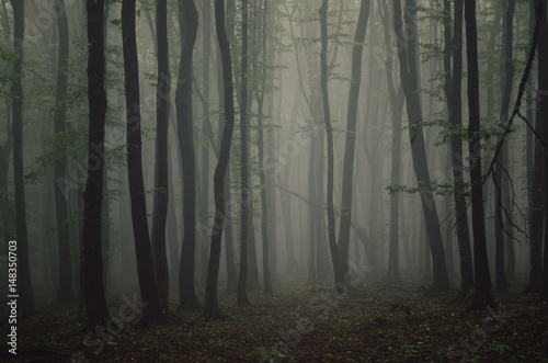dark misty forest