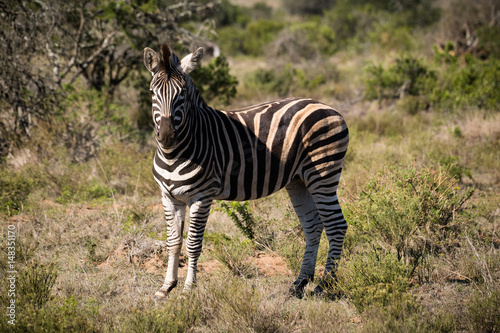 einzelnes Zebra