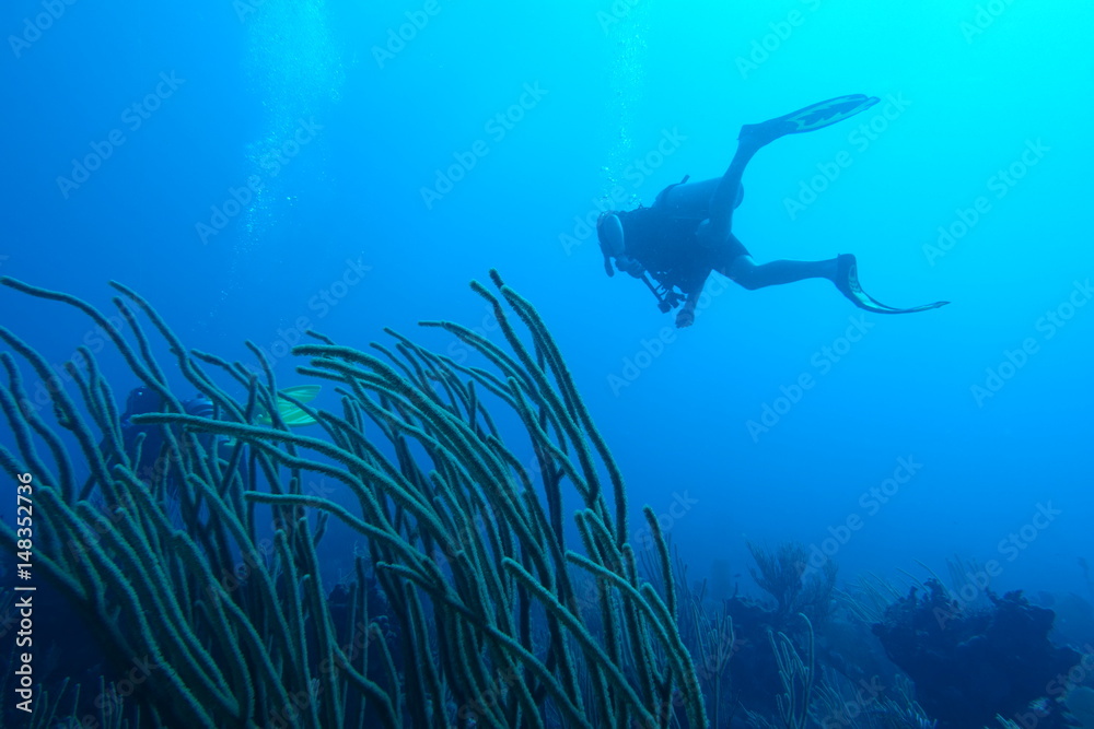 Fototapeta premium Diving in Puerto Rico