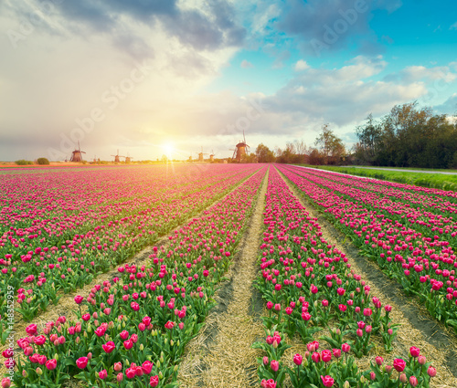 Wallpaper Mural Landscape with tulips, traditional dutch windmills and houses near the canal in Zaanse Schans, Netherlands, Europe Torontodigital.ca