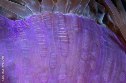 Sea anemone body photo