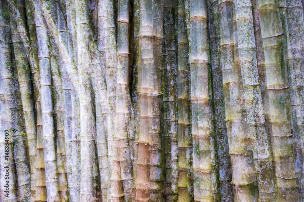 Grove of weathered bamboo trees growing in thick clusters Grove of weathered bamboo trees growing in thick clusters