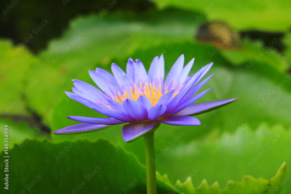lotus flower or water lilly purple beautiful in nature lotus flower or water lilly purple beautiful in nature