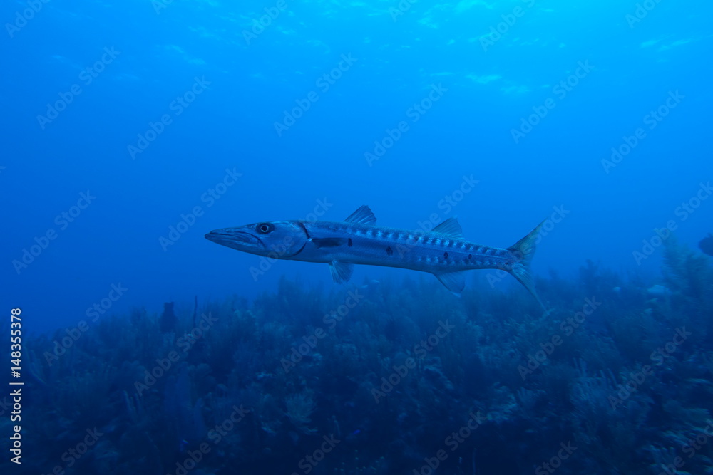 Obraz premium Diving in Puerto Rico