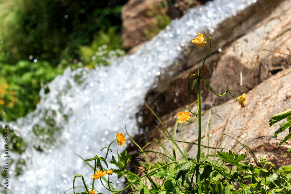 Obraz premium Yellow mountain flower against the background of a small waterfall