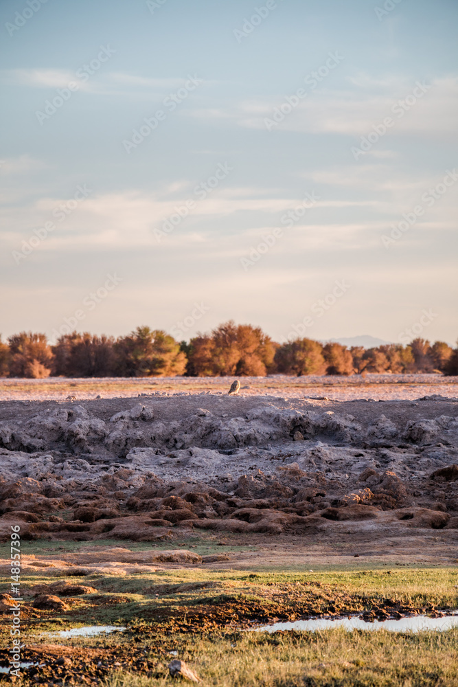 Obraz premium Owl in Atacama Desert, Chile.