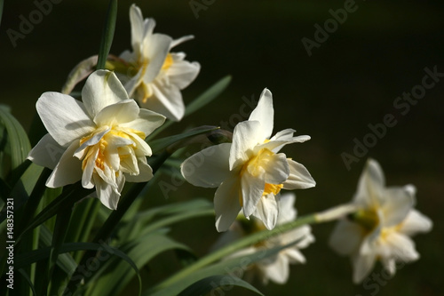 Narcissuses./Spring. Blossoming narcissuses. Difficult buds under the form with white and yellow petals. A dark background.