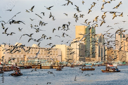 View of Dubai creek with lots of seagulls and abra boats at sunset, United Arab Emirates, UAE