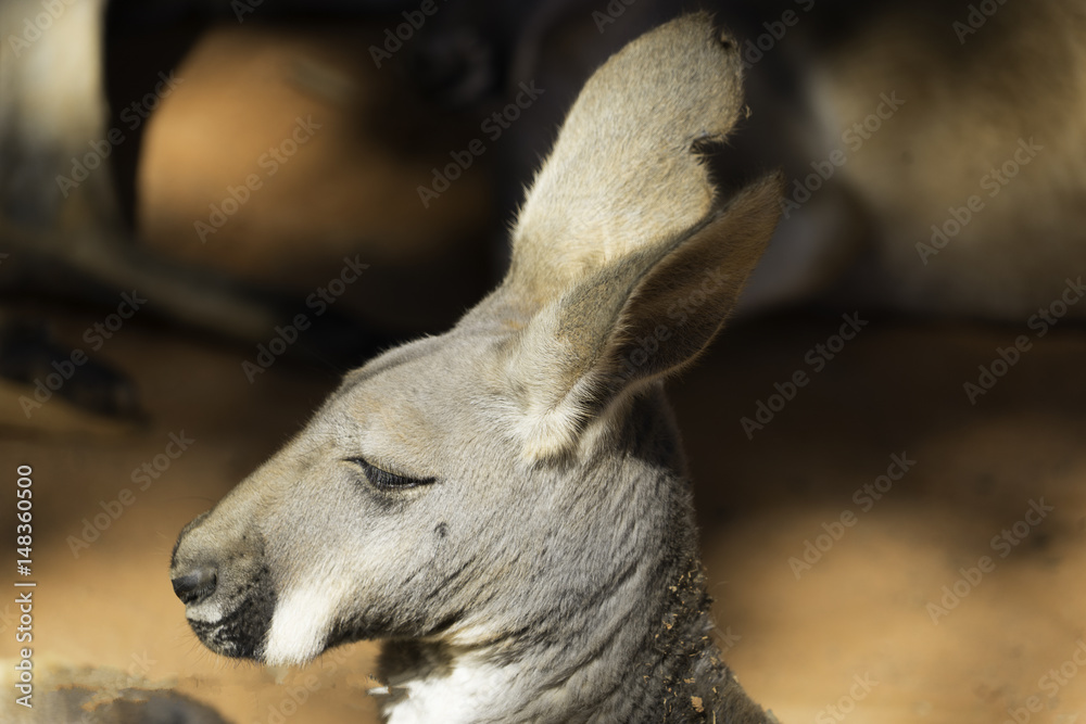 Kangaroo portrait head shot with blurred background