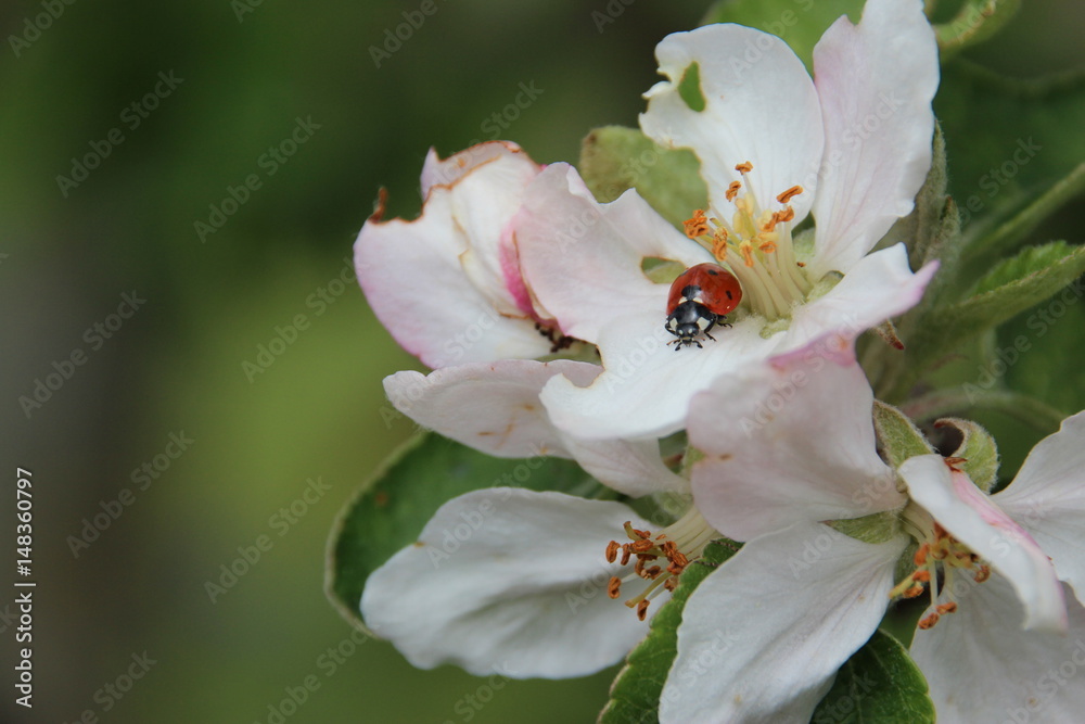 Obraz premium Junger Apfelbaum im Garten mit Blüten, Blumen, Rapsfeld,Bienen, Marienkäfern