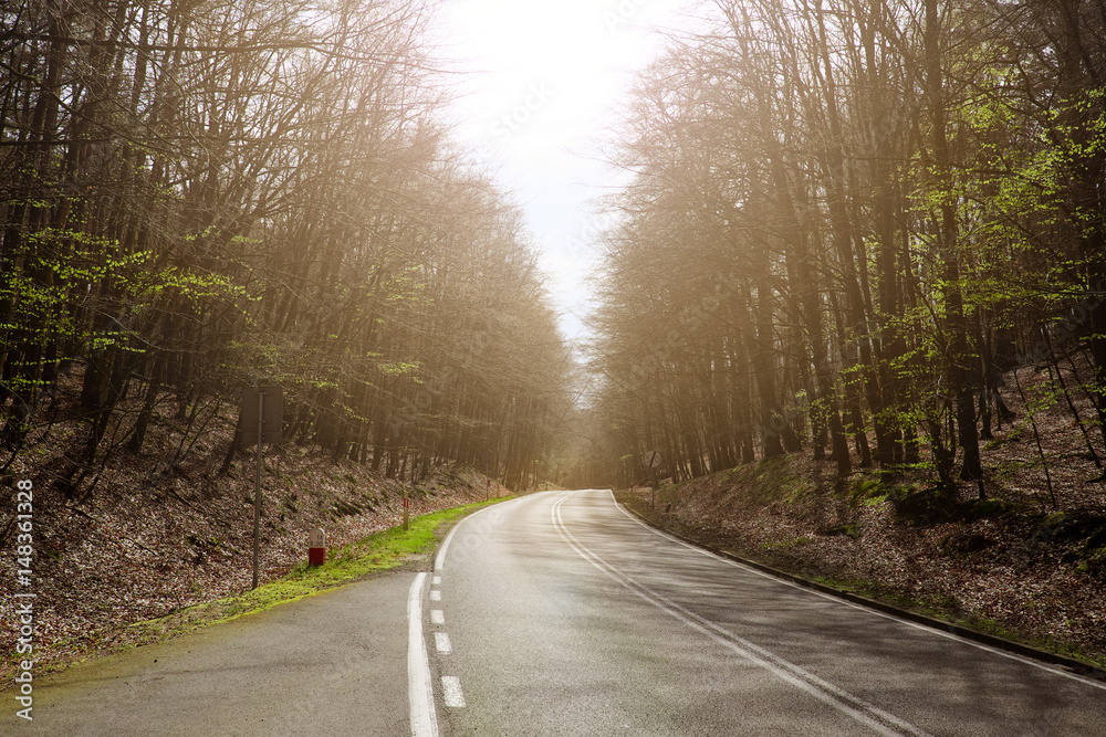 Obraz premium road in spring forest