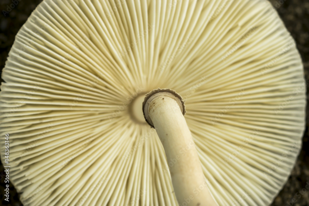 Under the poisonous mushrooms. Under the poisonous mushrooms.
