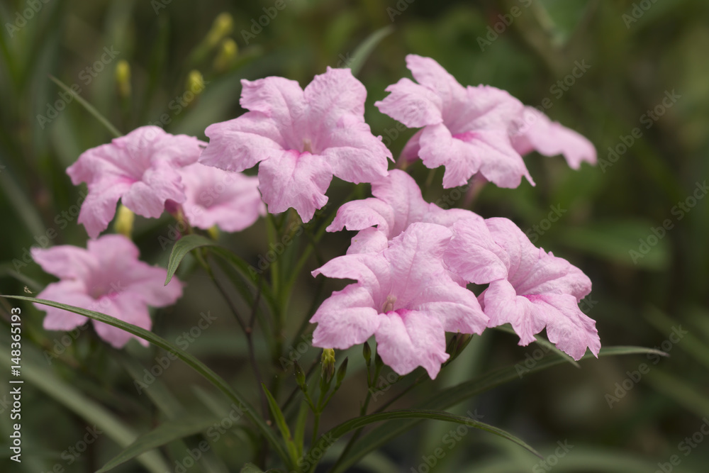 Pink flowers Ruellia tuberosa Linn. Pink flowers Ruellia tuberosa Linn.