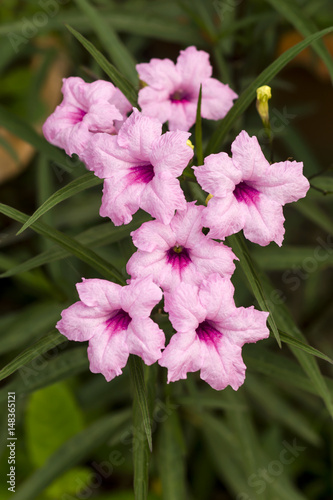 Pink flowers Ruellia tuberosa Linn.