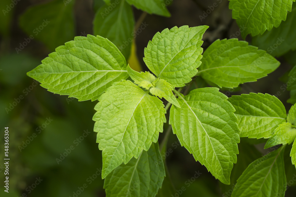 Tree Basil Tree Basil