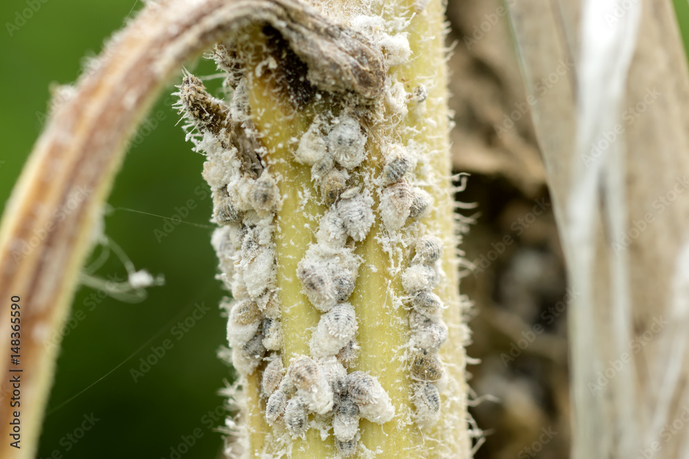 Naklejka premium white aphids on the tree.