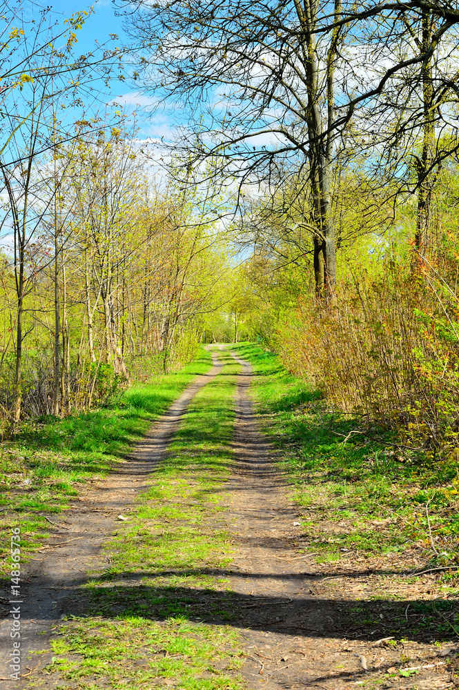 Fototapeta premium Leśna droga w gęstym lesie.