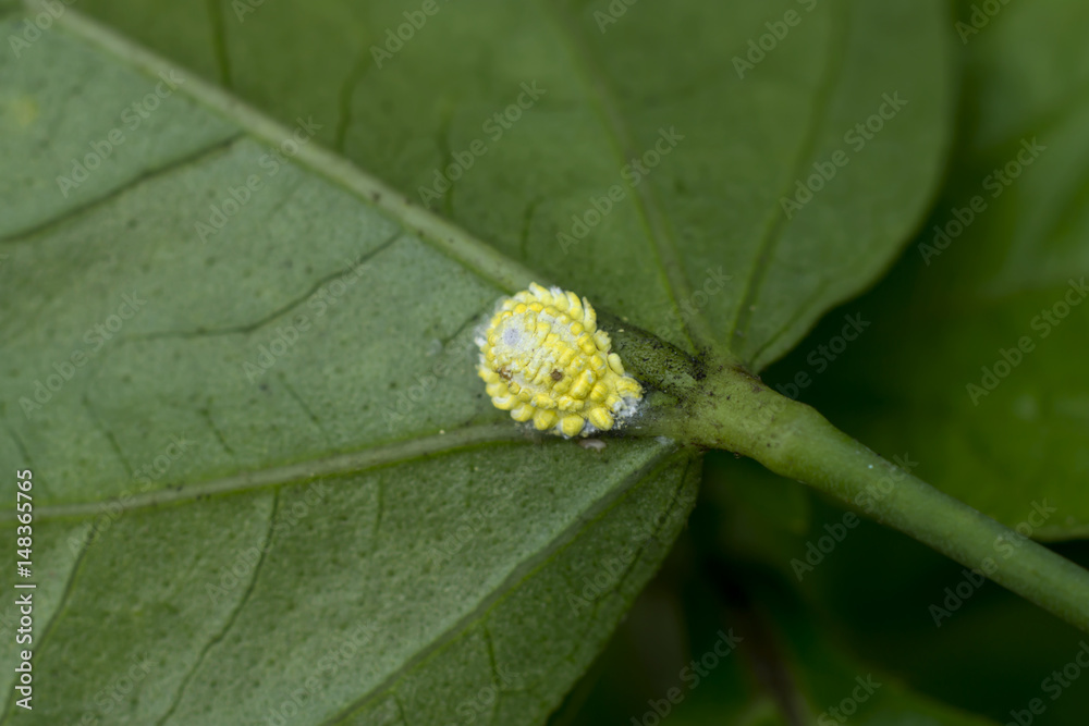 aphids on the tree.