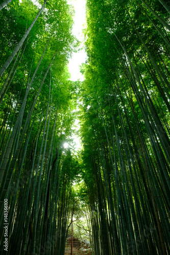 Bamboo Forest is a tourist site in Arashiyama  Kyoto  Japan. The Ministry of the Environment included the Sagano Bamboo Forest on its list of 100 Soundscapes of Japan.
