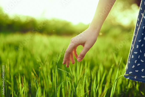 hand touches grass, wheat, green color