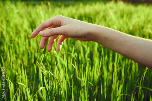 hand touches grass, wheat, green color © SHOTPRIME STUDIO