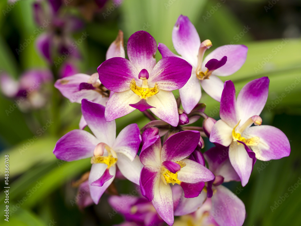 Ground orchids flower Ground orchids flower
