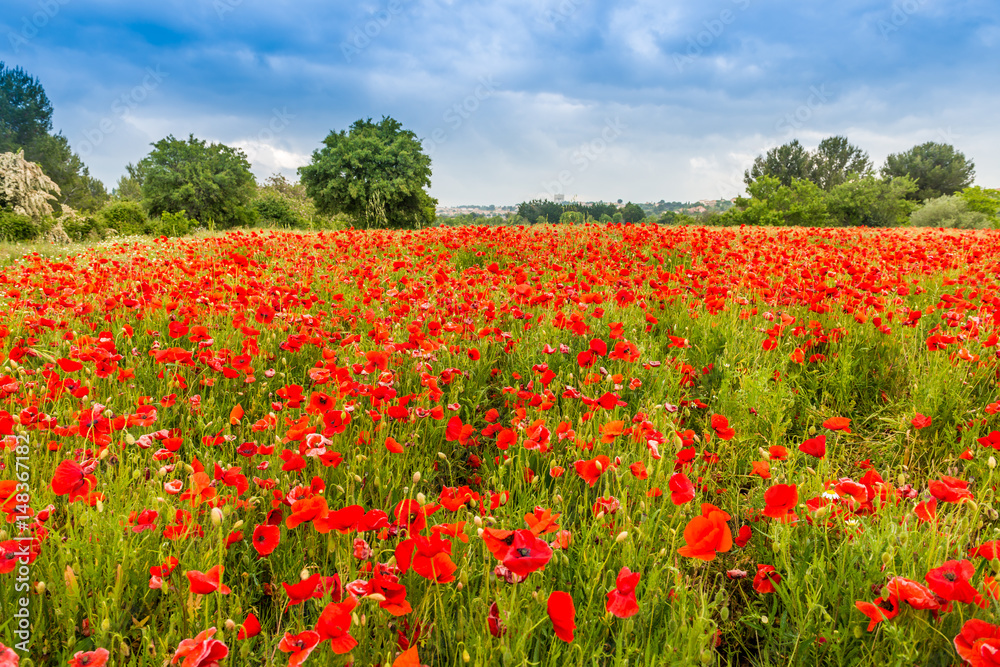 Campagne, champ de coquelicots