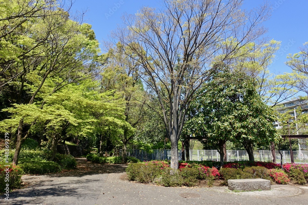 新緑の公園