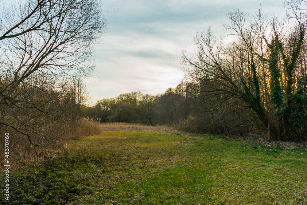 green field with trees on the side