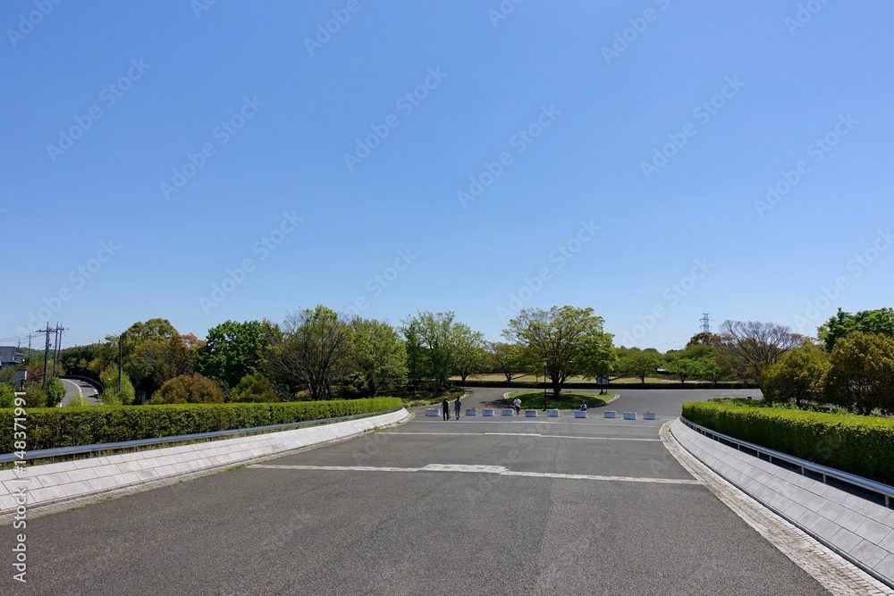Fototapeta premium 公園の新緑