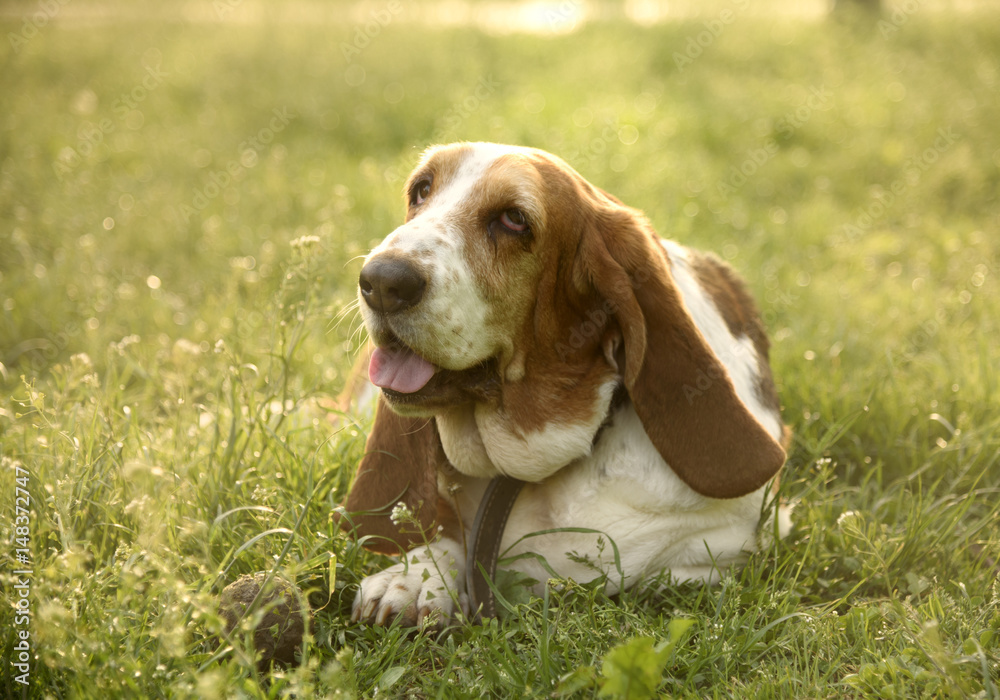 Dog portrait