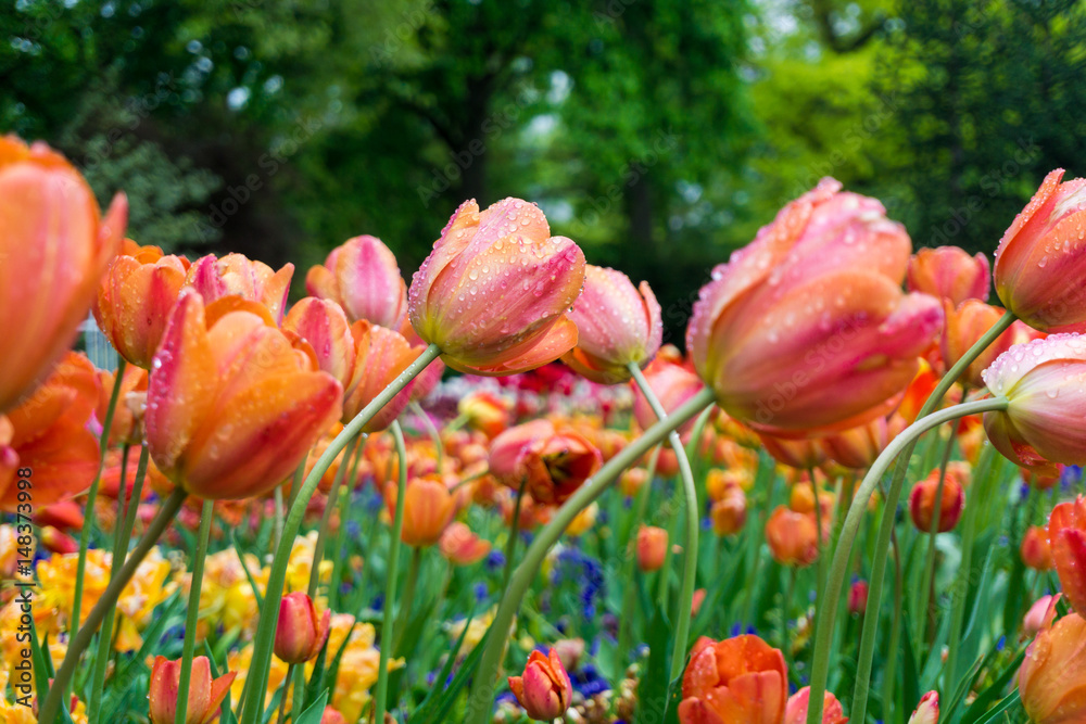 Regentropfen auf Tulpen