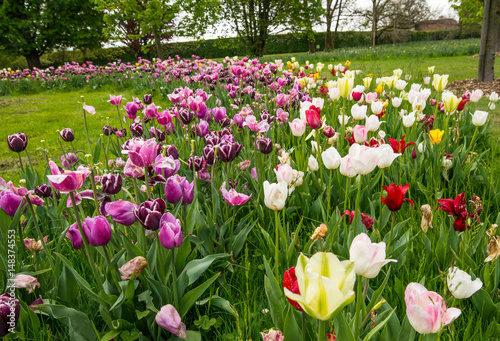 Fresh colorful tulips in nature park during spring time