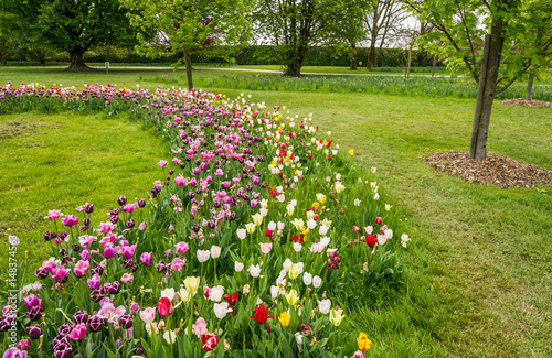 Fototapeta Naklejka Na Ścianę i Meble -  Fresh colorful tulips in nature park during spring time