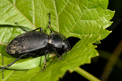 Macro of a female stag beetle, Lucanus cervus on green leave © Manuel Findeis