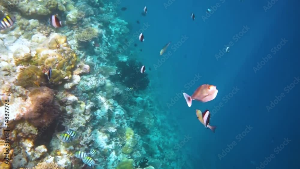 Reef with a variety of hard and soft corals and tropical fish. Maldives Indian Ocean. Reef with a variety of hard and soft corals and tropical fish. Maldives Indian Ocean.