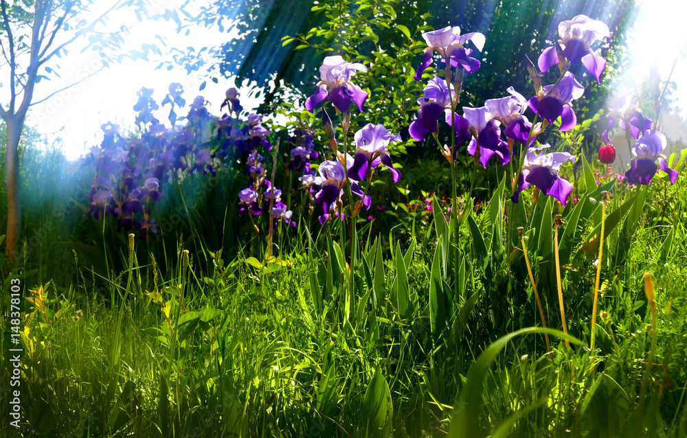 Obraz premium Iris and grass in backlight with optical filter.