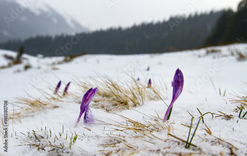 Fototapeta Naklejka Na Ścianę i Meble -  Irises under the snow. / Buds iris break out from under the snow, against the backdrop of the forest and mountains.