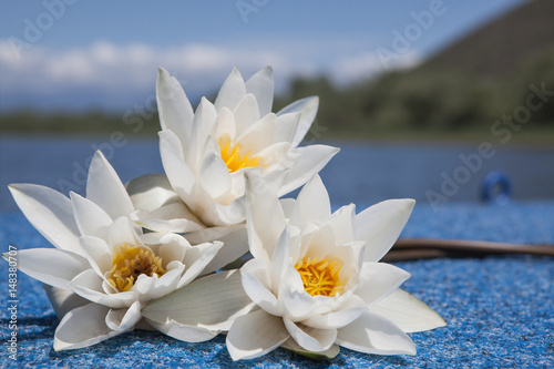 Fototapeta Naklejka Na Ścianę i Meble -  Водяные лилии на фоне озера.