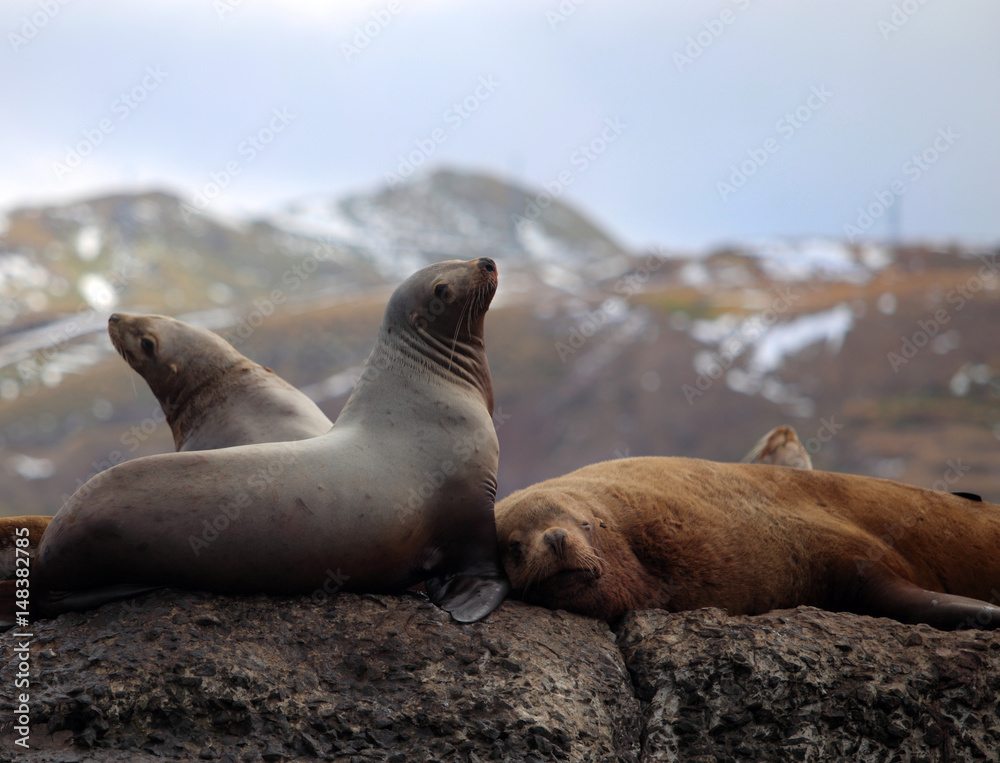 Fototapeta premium Wild sea lions