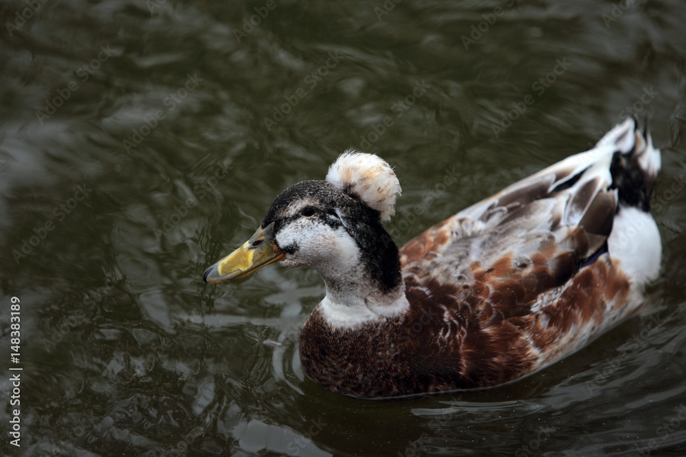 Fototapeta premium Funny wild duck