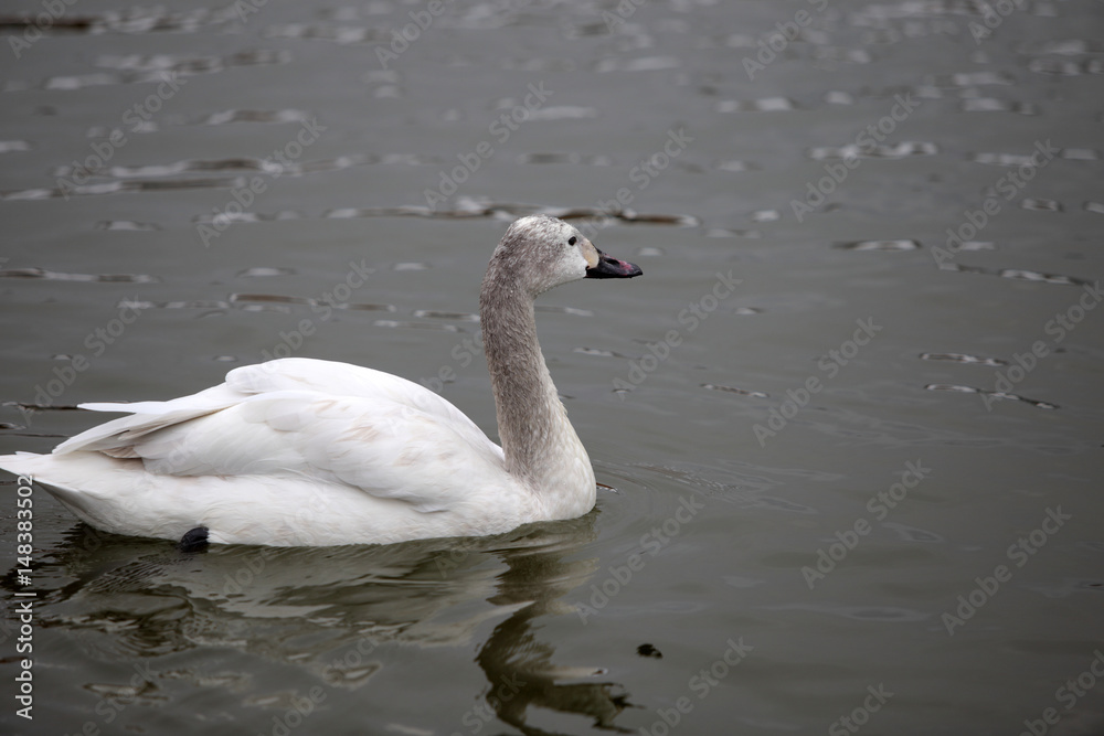 Beautiful white swan on the lake Beautiful white swan on the lake