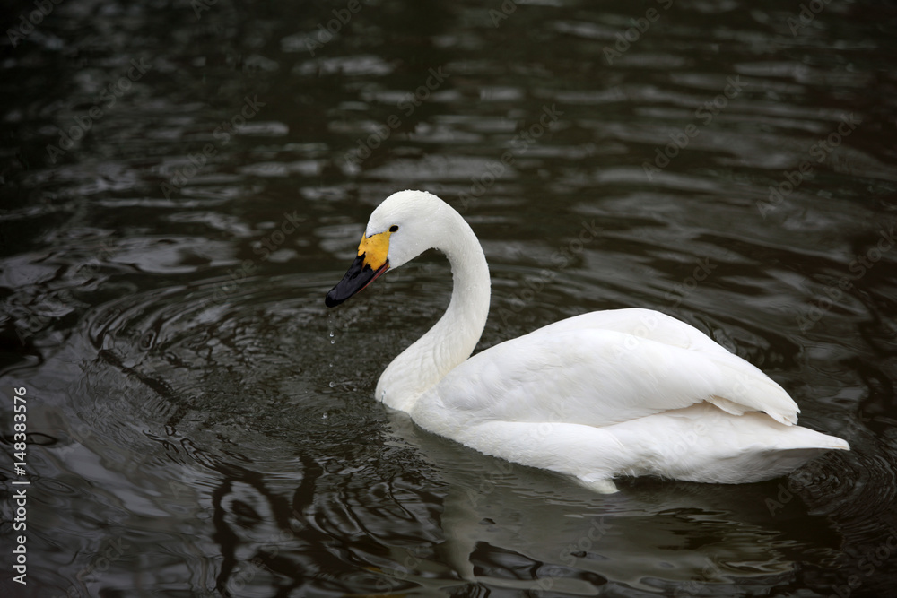 Beautiful white swan on the lake Beautiful white swan on the lake