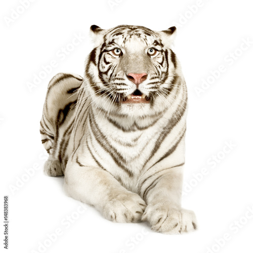 White Tiger isolated in white background