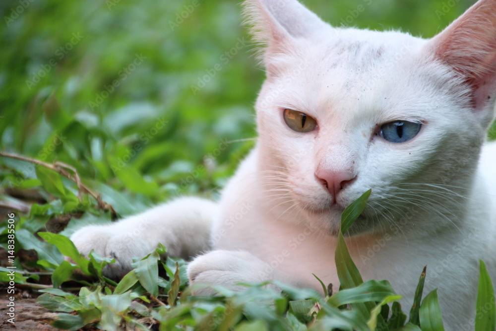 white cat with odd-eyed green grass background