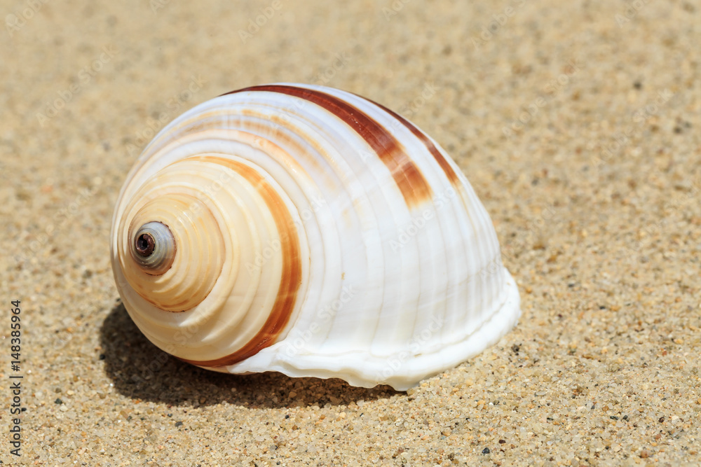 Landscape with conch on tropical beach Landscape with conch on tropical beach