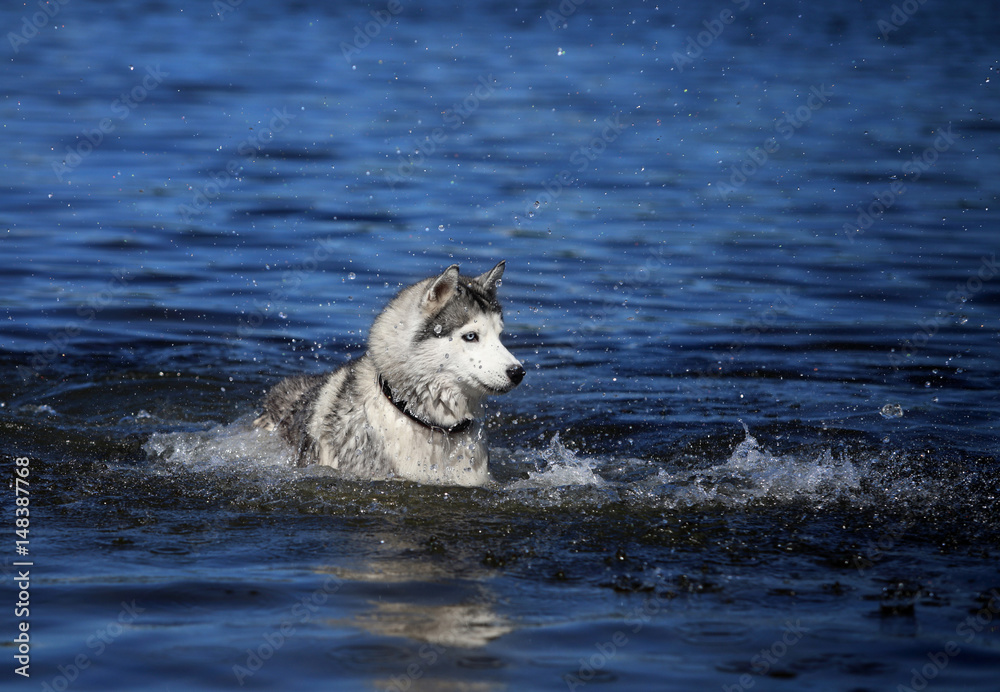 Siberian husky. Dog at the sea.