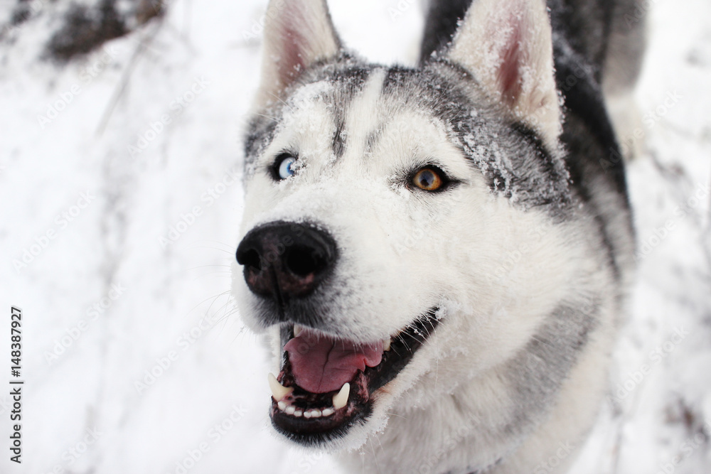 Snow face. Happy siberian husky.